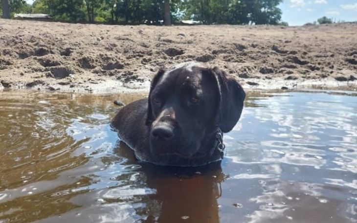 Czarny pies w wodzie, relaksuje się na plaży.