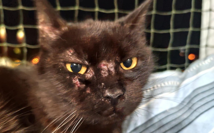 Czarny kot z wyrazem twarzy, który przyciąga uwagę.