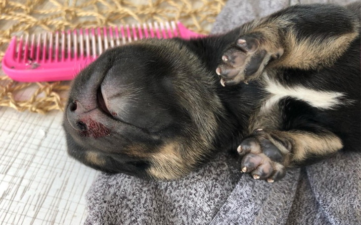 Zbiórka Dramat kilkunastu zwierząt... - zdjęcie główne