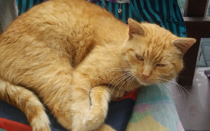 Zbiórka Rudy chce oddychać - zdjęcie główne