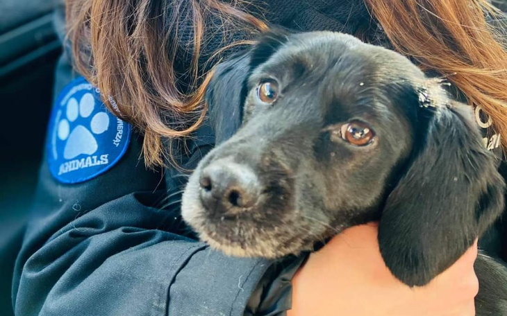 Czarny pies w ramionach opiekuna, z wyrazem ufności.