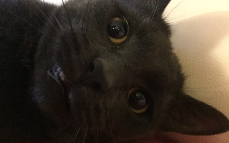 Zbiórka FIP mnie zabija. Proszę o pomoc - zdjęcie główne