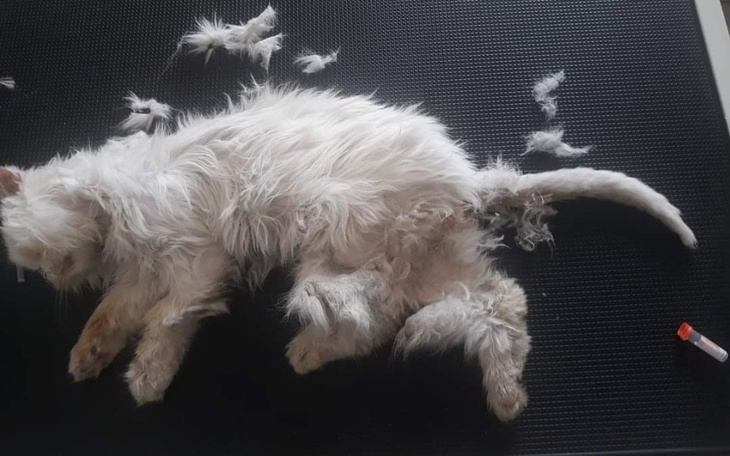 Zbiórka Lord ofiara ludzkiej znieczulicy - zdjęcie główne