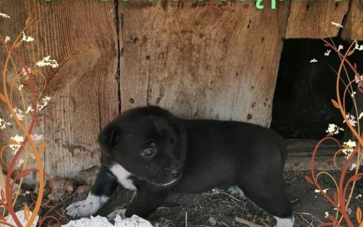 Zbiórka Agnieszka Wojciechowska pomoc ps - zdjęcie główne