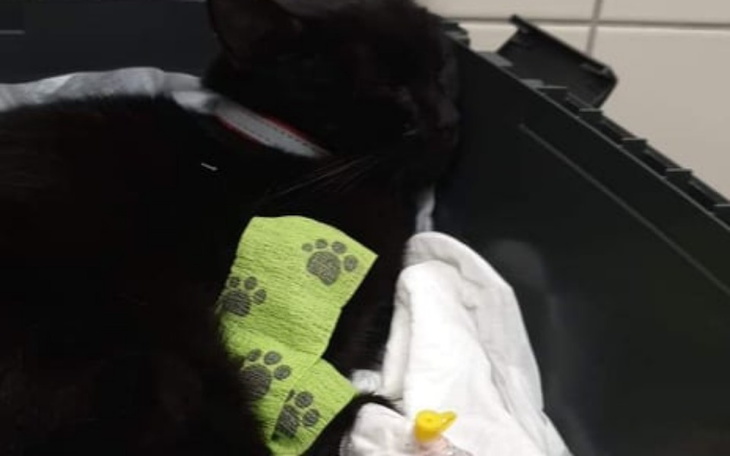 Zbiórka Leczenie kotów na panleukopenie - zdjęcie główne