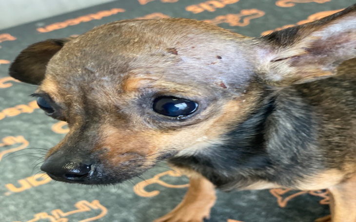 Zbiórka Szkielecik wyrzucony na śmietnik - zdjęcie główne