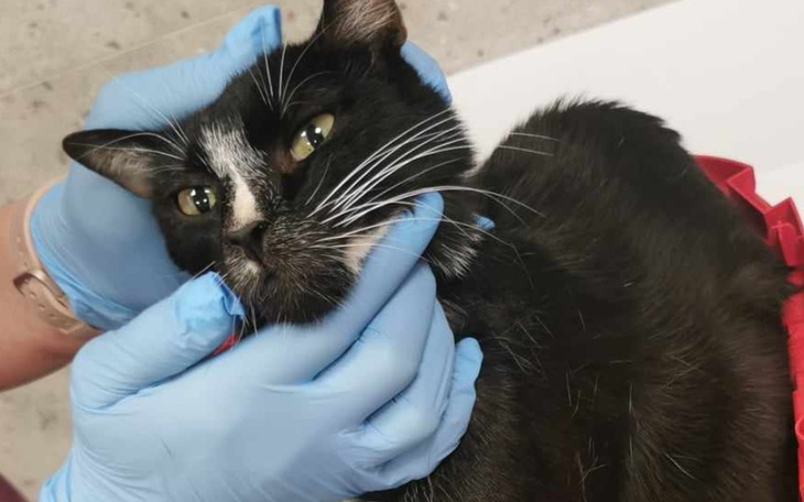 Zbiórka Zabieg by uwolnić Krecię od bólu - zdjęcie główne