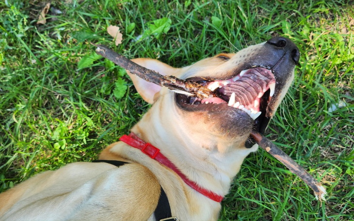 Zbiórka Operacji łapy Tediego - zdjęcie główne