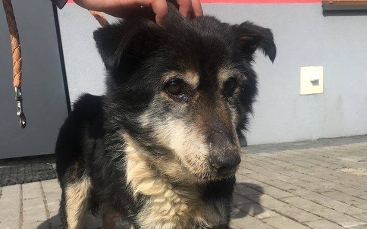 Zbiórka Staruszek Stasio prosi o pomoc - zdjęcie główne