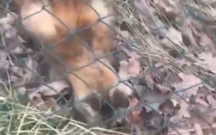 Zwierzęta w ogrodzie zoologicznym, zbliżenie na łapy.