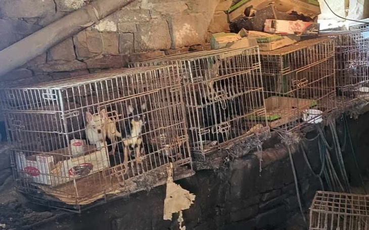 Zamknięte klatki dla psów w zniszczonym pomieszczeniu.