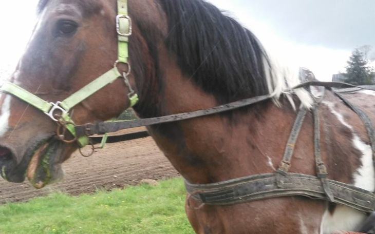 Zbiórka Nie potrzebna i nie kochana. - zdjęcie główne