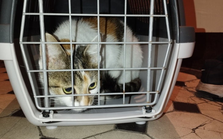 Zbiórka Ciężarna kotka spod auta - zdjęcie główne