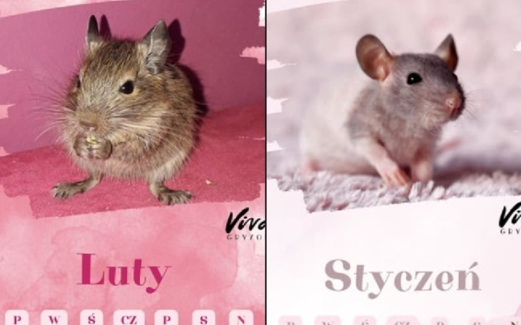 Dwie wiewiórki na kalendarzu, miesiące luty i styczeń.