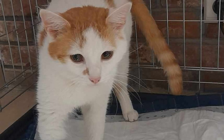 Rudy kot w klatce, z zainteresowaniem bada otoczenie.