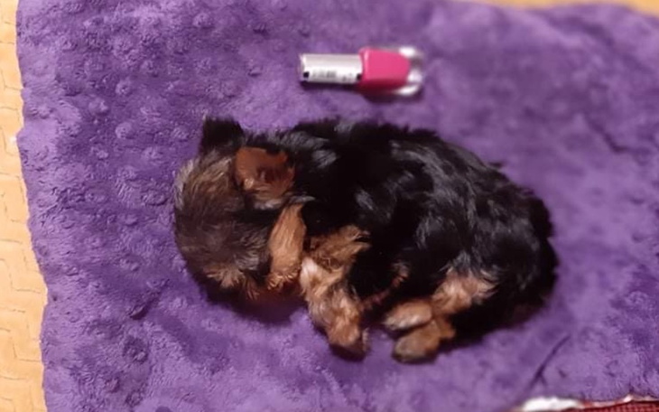 Zbiórka Psie dziecko z wodogłowiem - zdjęcie główne