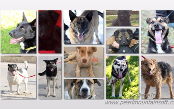 Zbiórka Karma dla potrzebujących psów - zdjęcie główne