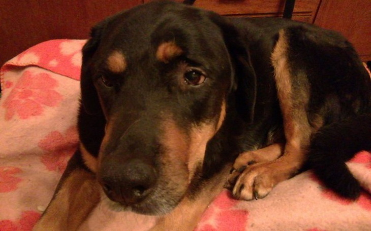 Zbiórka Operacja obu łokci psa Fafika - zdjęcie główne