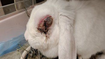 Zbiórka Arielka - eutanazja czy szansa? - miniaturka zdjęcia