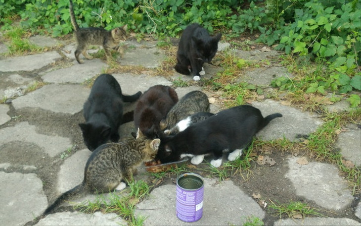 Zbiórka Rybnik 30 kotów do sterylizacji - zdjęcie główne