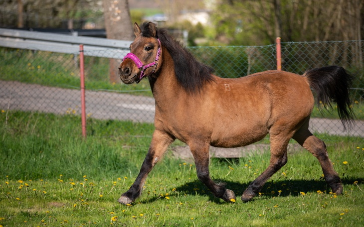Zbiórka Make Konik Owczy great again - zdjęcie główne