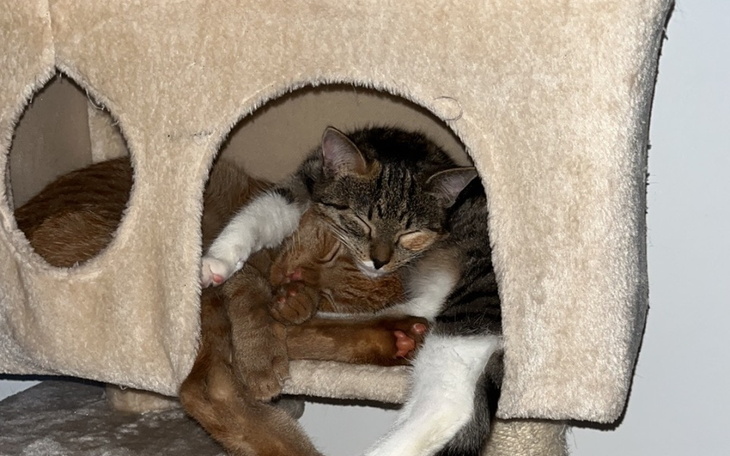 Zbiórka Na nowy duży drapak - zdjęcie główne