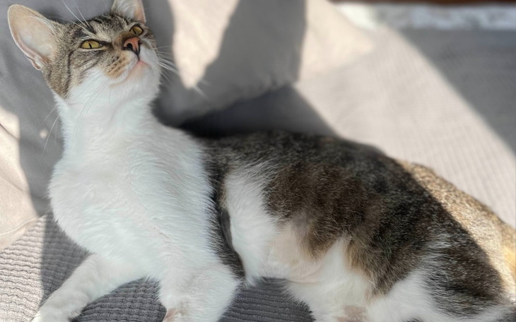 Zbiórka Pomóż mi opłacić lek dla Kangura - zdjęcie główne