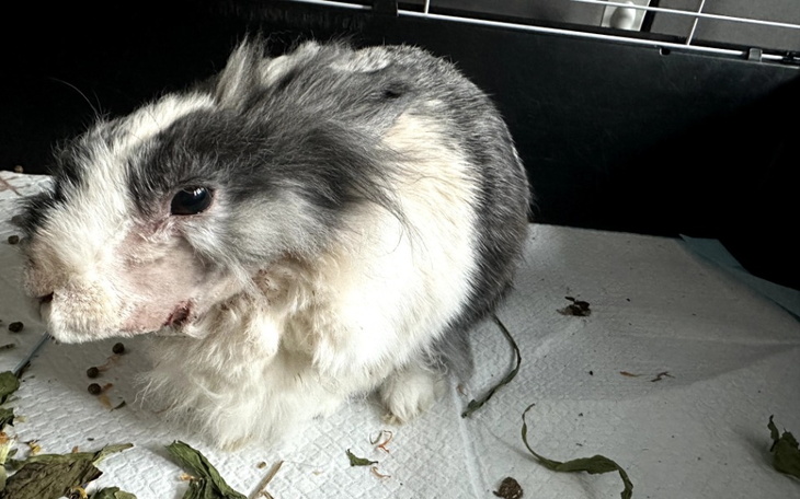 Królika z szarym i białym futrem, siedzącego na podłożu.