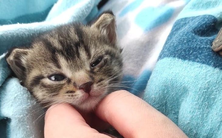 Zbiórka Maleńkie kotki, duże problemy - zdjęcie główne