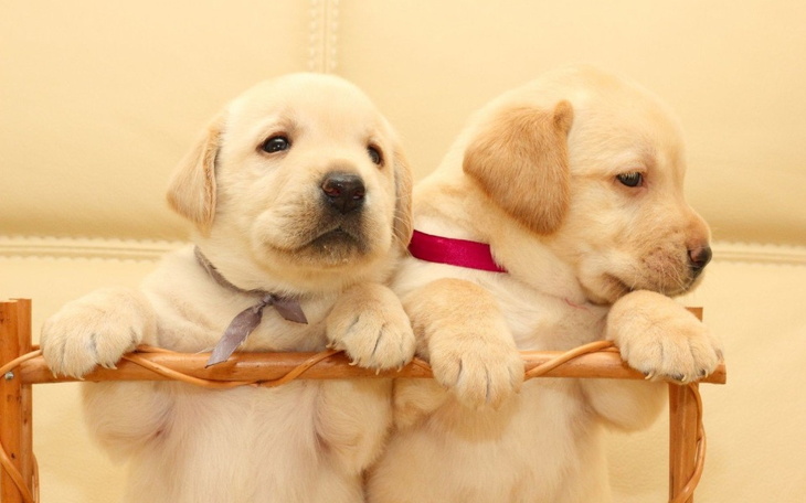 Zbiórka Labrador dla siostry za PIT - zdjęcie główne