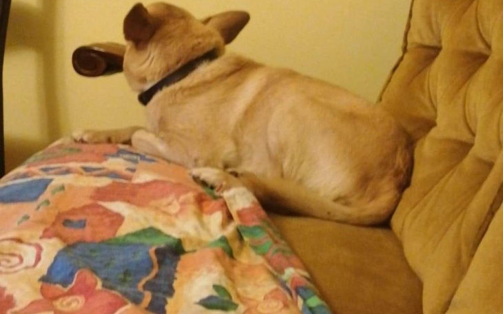 Zbiórka Topuś - zdjęcie główne