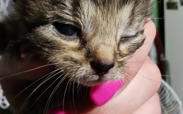 Zbiórka Samotne kociaki bez mamy - zdjęcie główne