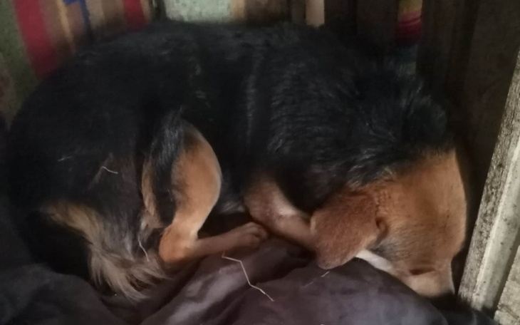 Zbiórka Przerażona 6 lat w schronisku - zdjęcie główne