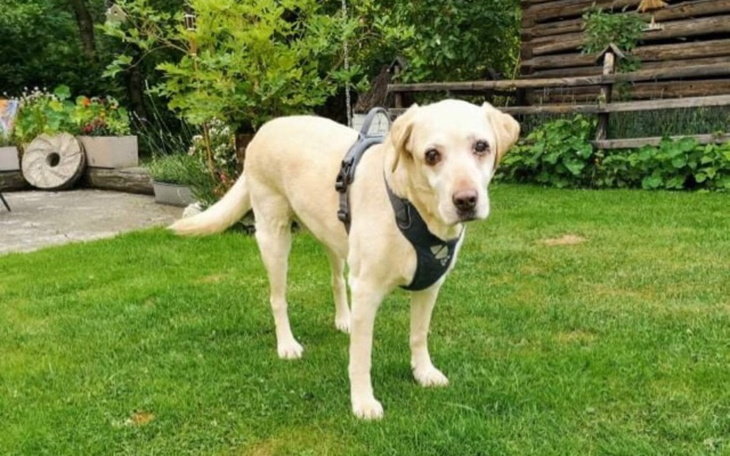 Zbiórka Elzunia prosi o wsparcie. - zdjęcie główne