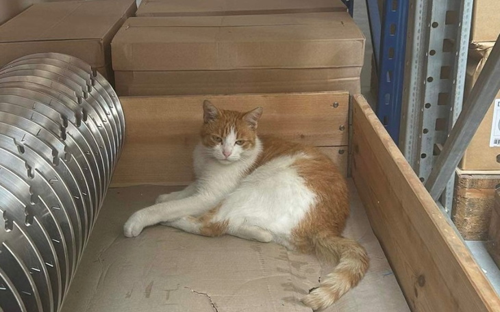 Zbiórka Diagnostyka Rudzia z hali magaz. - zdjęcie główne