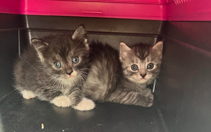 Dwa małe kotki w ciemnym pojemniku, patrzące w kamerę.