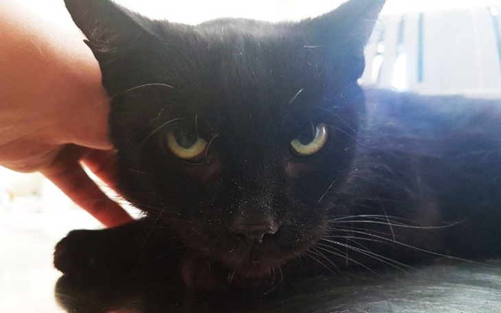 Zbiórka Zabieg kota Kacperka - zdjęcie główne