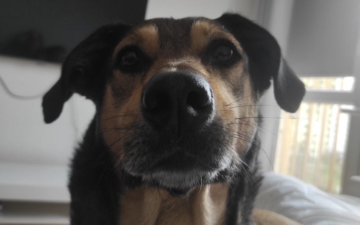 Pies z bliska, z wyraźnym spojrzeniem i dużym nosem.