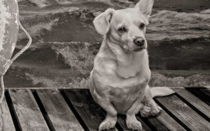 Zbiórka Na schronisko Ostatnia Przystań - zdjęcie główne