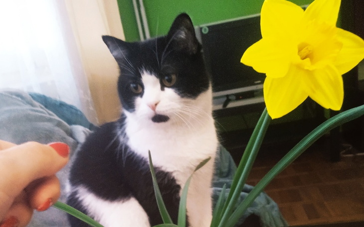 Kot siedzący obok żonkila, w przytulnym otoczeniu.