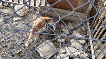 Zbiórka Konający pies z Rabki-Zdroju - miniaturka zdjęcia