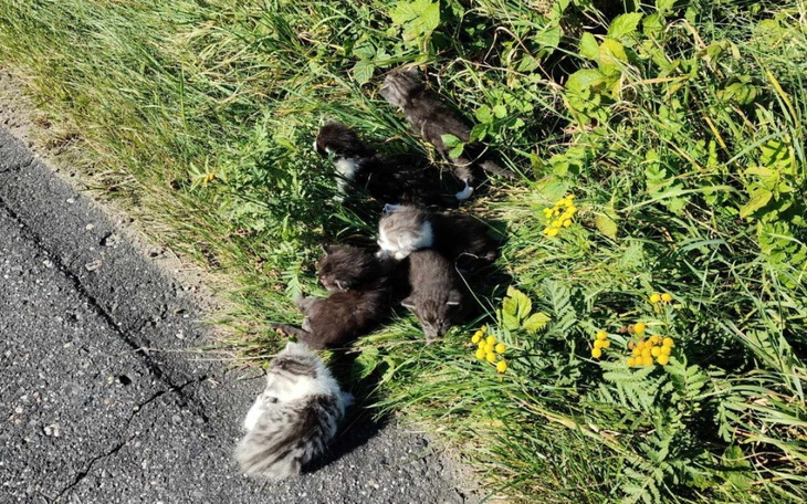 Zbiórka Dla maluszków z drogi - zdjęcie główne