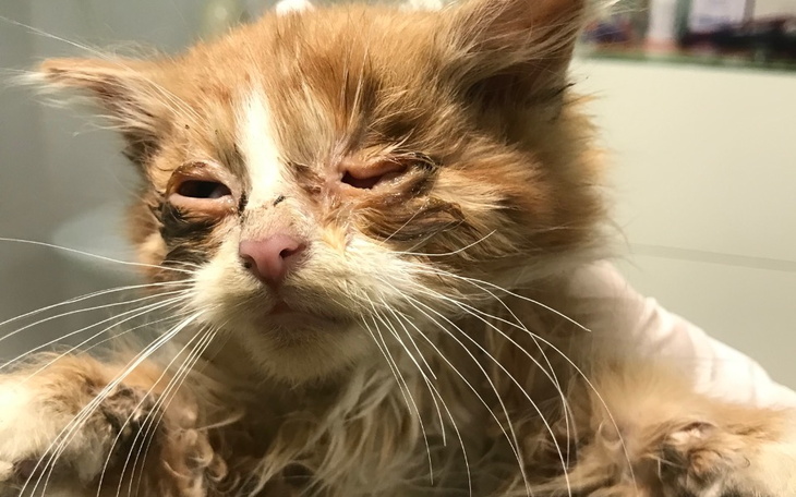 Zbiórka MeridaWaleczaWalczyOZycieSOS - zdjęcie główne