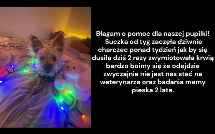 Pies z lampkami, potrzebujący pomocy weterynaryjnej.