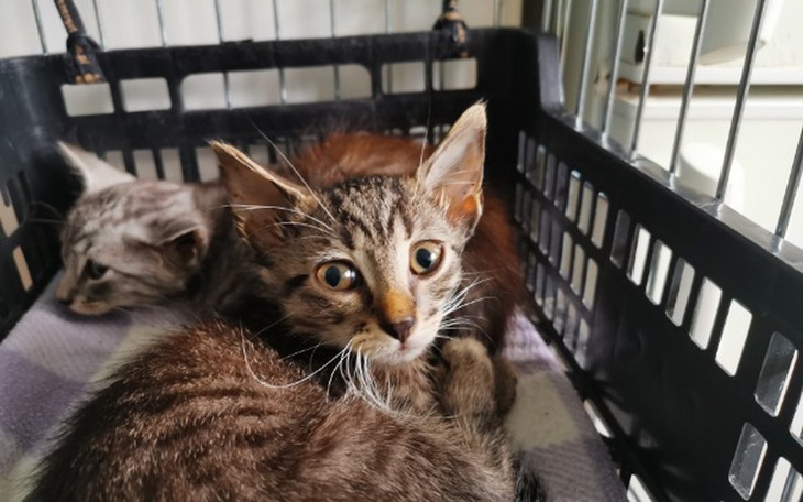 Zbiórka Kocięta ze strychu - zdjęcie główne