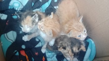 Zbiórka Na leczenie owocowych kotków :) - miniaturka zdjęcia