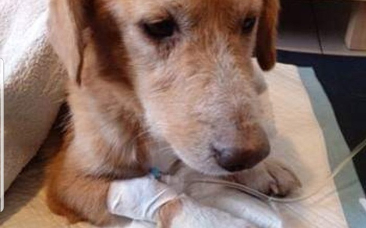 Zbiórka Zbiórka urodzinowa dla LENTUSIA - zdjęcie główne