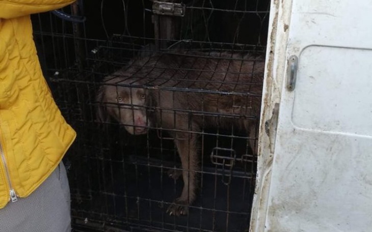 Zbiórka wyzly weimarskie z interwencji - zdjęcie główne