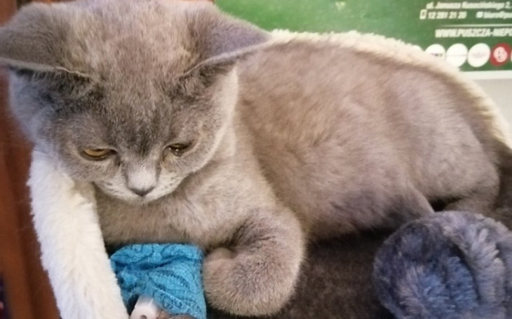 Zbiórka Lek na FIP-Jedyna nadziej Jadzi - zdjęcie główne