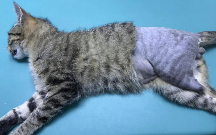 Zbiórka Zostawiony, by się wykrwawił - zdjęcie główne